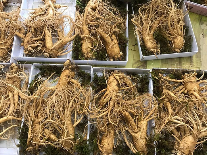 Hiện tại đối với sâm tươi 6 năm tuổi loại 3 củ 1kg có giá rất cao Hiện tại đối với sâm tươi 6 năm tuổi loại 3 củ 1kg có giá rất cao