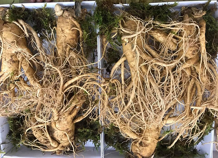 Nhân sâm tươi loại 2 củ, 3 củ /1kg 6 năm tuổi có các thành phần hoạt tính rất cao Nhân sâm tươi loại 2 củ, 3 củ /1kg 6 năm tuổi có các thành phần hoạt tính rất cao